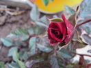 DSC01561