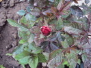 DSC01562