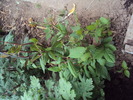 DSC01580
