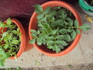 DSC01581