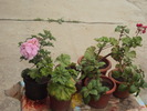 DSC01585