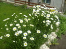 margarete