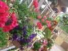 16 mai 049