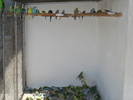 DSC05784