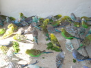 DSC05785