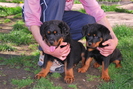 hogan & henri adamsrott