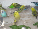 DSC05833