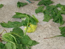DSC05866