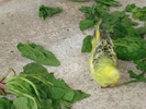 DSC05867