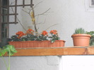 decoratiuni florale in ferma