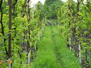 partea verde a "problemei"