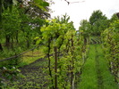 acelasi verde, alta perspectiva