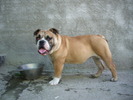 Buldog Englez Tita