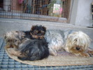 yorky izy
