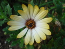 Daisy Sunny Amanda (2009, August 29)