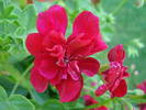 Ivy geranium Barock (2009, June 15)