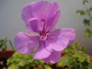 Ivy geranium Butterfly (2009, Oct.24)