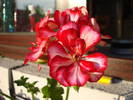 Ivy geranium Rouletta (2009, May 09)