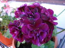 Ivy geranium Taj Mahal (2009, May 24)