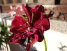 Ivy geranium Taj Mahal (2009, June 13)