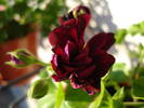 Ivy geranium Taj Mahal (2009, June 13)