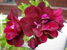 Ivy geranium Taj Mahal (2009, Aug.06)