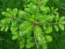 Abies koreana (2010, May 15)