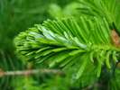 Abies koreana (2010, May 15)