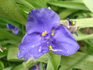 Blue Spiderwort 17may2010