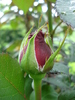 Rose Dame de Coeur (2010, May 15)