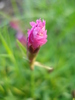 Dianthus Kahori (2010, May 11)