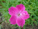 Dianthus Kahori (2010, May 15)