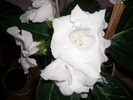 Gloxinie alba