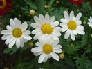 Daisy Madeira White (2010, May 15)