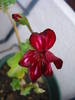Ivy geranium Happy Face Mex (09, Aug.06)
