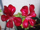 Ivy geranium Happy Face Mex (09, Aug.09)