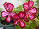 Ivy geranium Happy Face Mex (09, Aug.09)