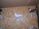 Picture 202