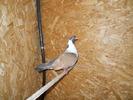 Picture 220