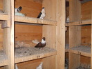 Picture 002