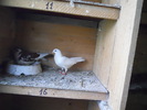 Picture 003