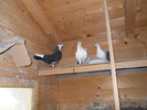 Picture 005