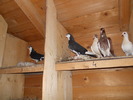 Picture 006
