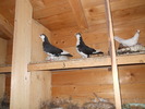 Picture 007