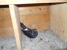 Picture 010