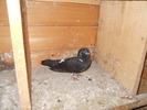 Picture 011