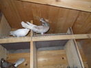 Picture 013