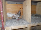 Picture 017