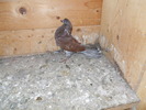 Picture 018