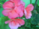 DSC01996